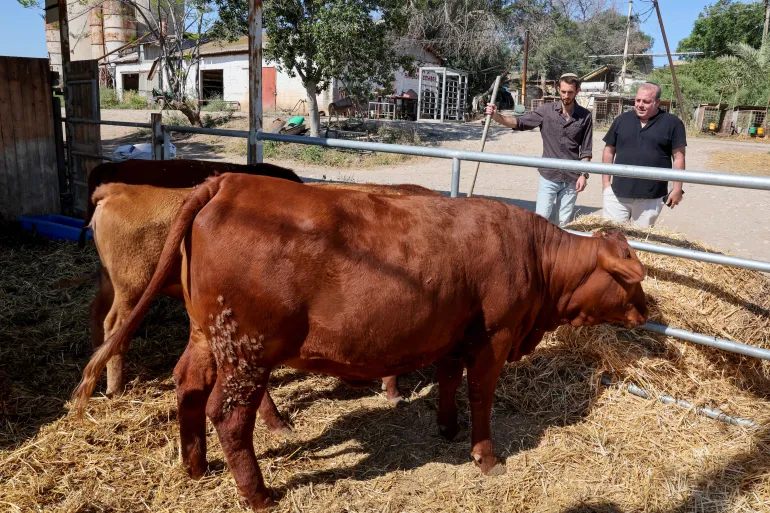 Vacas Vermelhas